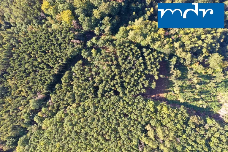 Das Modellprojekt "Unser Bienenwald Sachsens" mit insektenfreundlicher Aufforstung nach sächsischem Vorbild wurde bereits auf Standorten außerhalb Sachsens adaptiert.