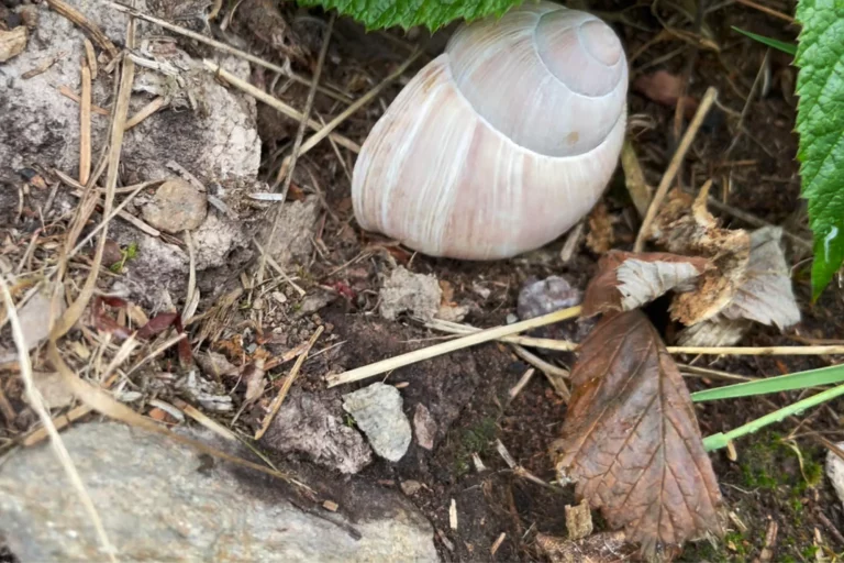 Der Frühlingsanfang ist da. Bald werden die Jungbienen der Zweifarbigen-Schneckenhaus-Mauerbiene ihr Häuschen verlassen.