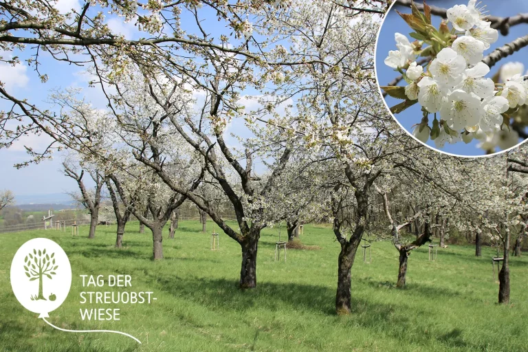 Tag der Streuobstwiese