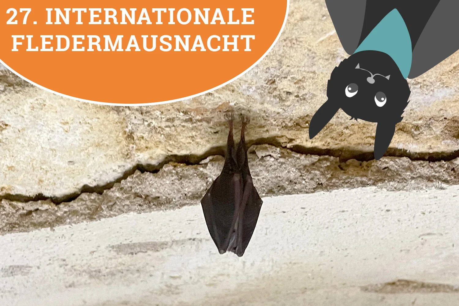 Die 27. Internationale Fledermausnacht steht vor der Tür!