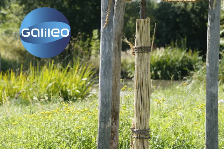 Wie schützen wir unsere Bäume – Im Gespräch mit Galileo.tv