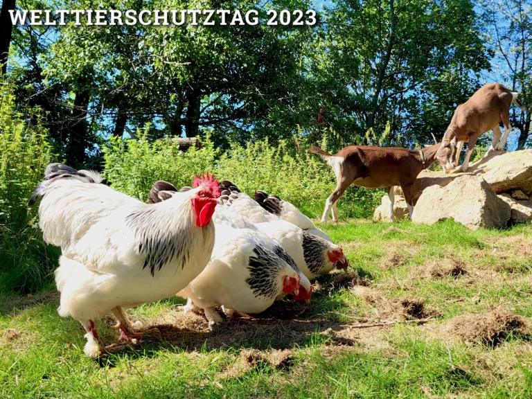 Auf über 1.000 Quadratmetern leben unsere Sundheimer Hühner gemeinsam mit den zwei Thüringer Waldziegen zusammen!
