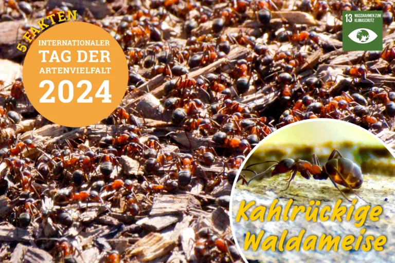 Waldameisen – wuselige Insekten. Doch was macht sie so besonders?