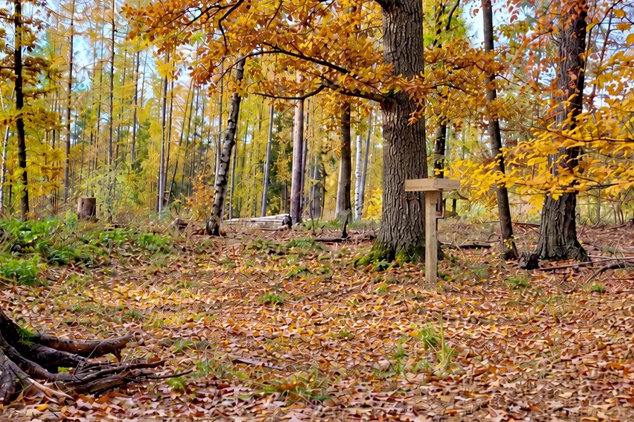 26-09_21_Eichelhaeher_Tisch_im_Wald