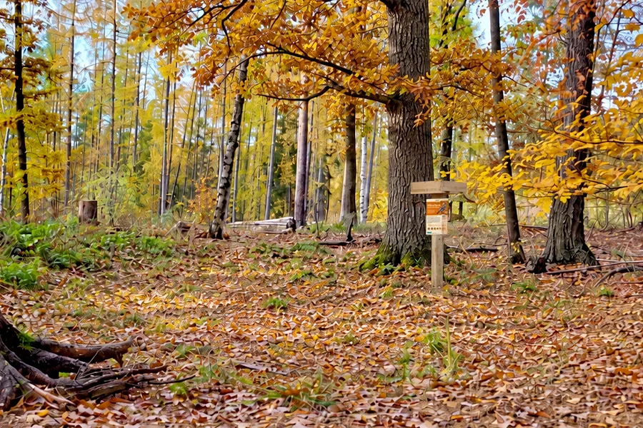 26-09_21_Eichelhaeher_Tisch_im_Wald_2