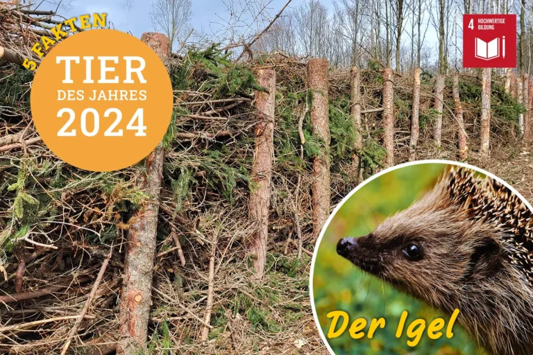 Collage mit einem Igel, Tier des Jahres 2024.