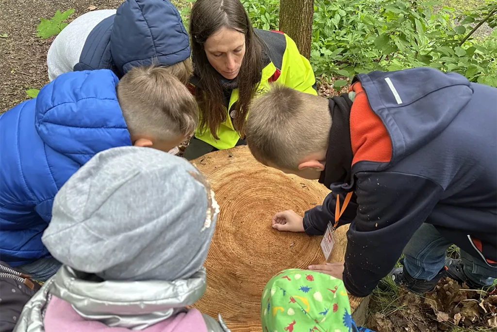 Es wurde besonders spannend, als die jungen Forscher lernten, wie man das Alter eines Baumes bestimmt. Anhand der Ringe konnten sie unter anderem zeigen, wann ihre Oma geboren wurde.