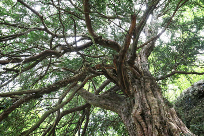 Auch wenn sie keine 1000 Jahre alt ist, die bekannte 1000jährige Schlottwitzer Eibe, so ist sie doch mit Sicherheit ein ganz besonderer und wunderschöner alter Baum.