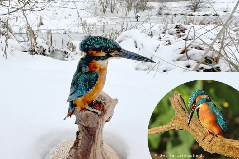 Präparat eines Eisvogels im Schnee