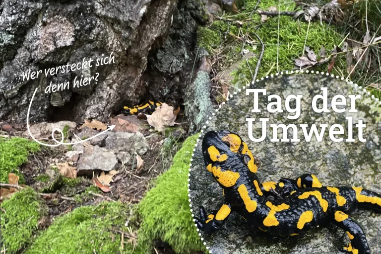 Ein Feuersalamander