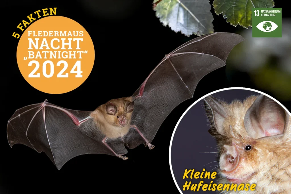 Bild der Fledermaus Kleine Hufeisennase