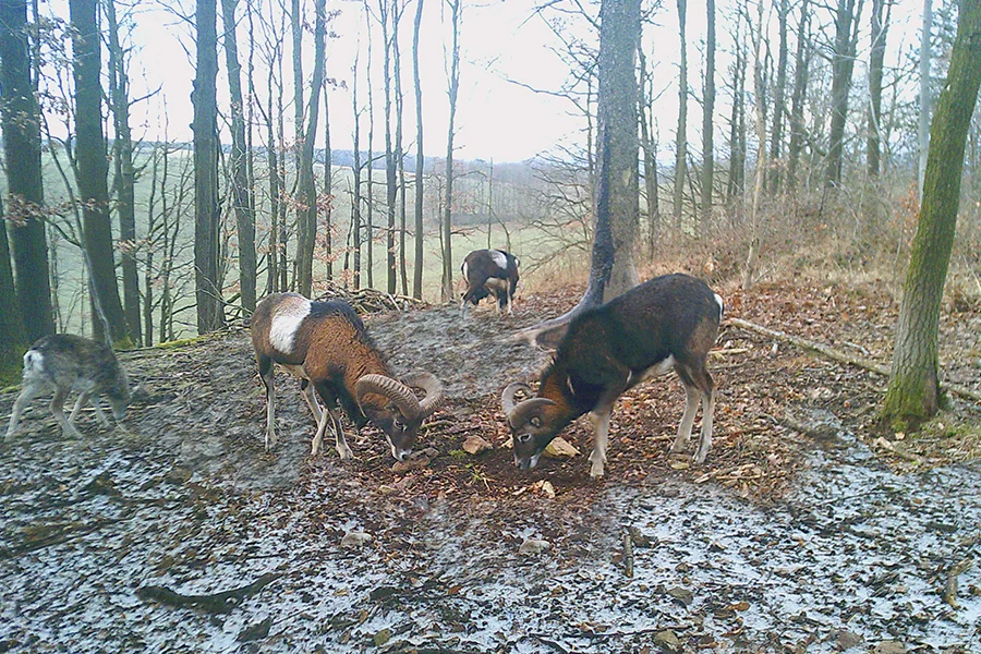 LGKS_Winterspuren_Muffel