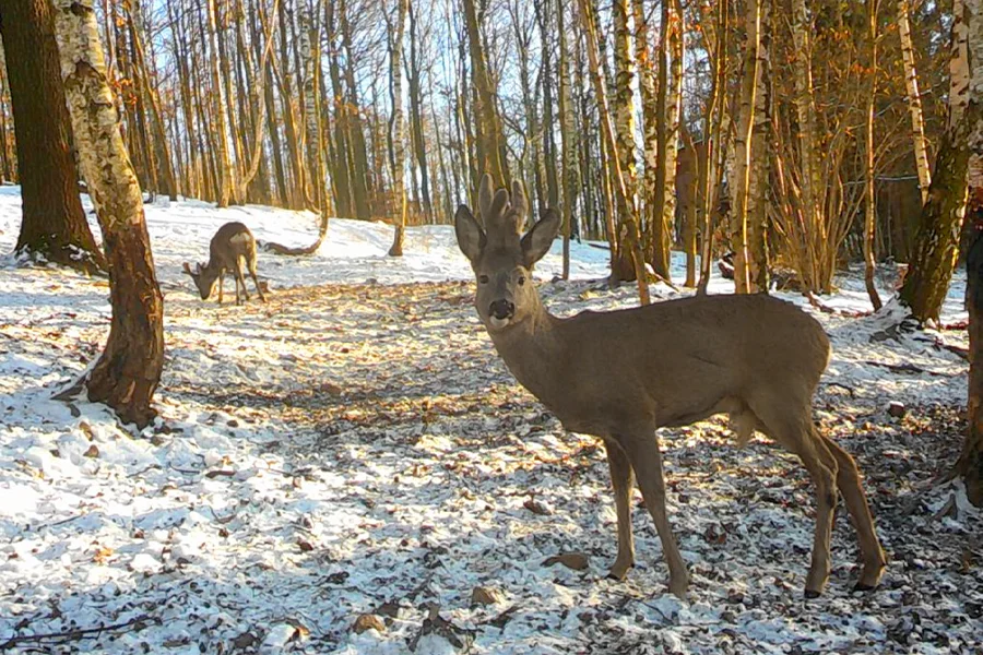 LGKS_Winterspuren_Reh