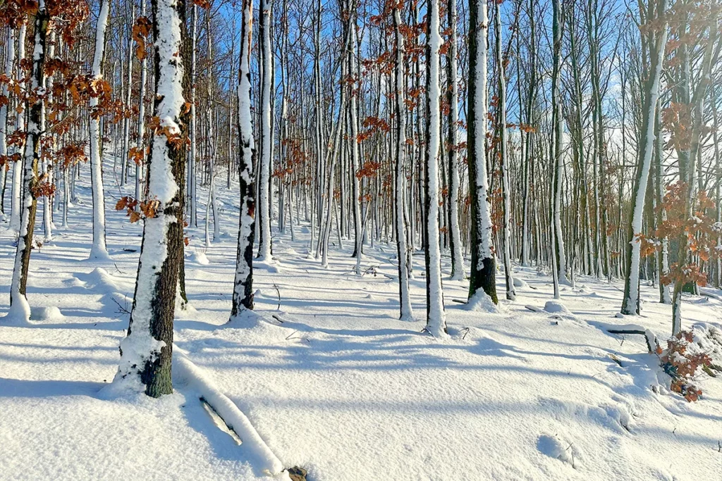 Aufnahme im Winter im verschneiten Wald