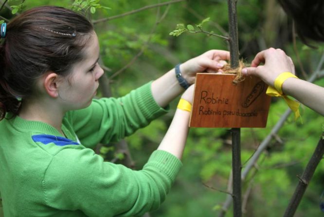 Die Schüler bringen ihre selbst gebastelten Schilder an den Bäumen des Silvoretum an