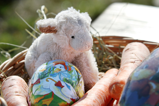 Wie immer gehen auch die Vierbeiner nicht leer aus. Vor allem unsere Fjordstuten Lalinga und Lærke Halsnæs haben sich ihre Ostermöhrchen redlich verdient.