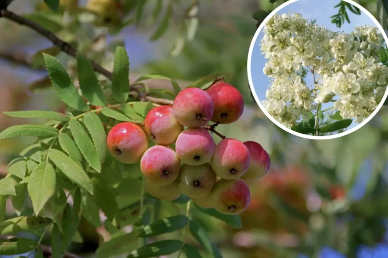 Die Früchte des Speierlings hängen leuchtend am Baum