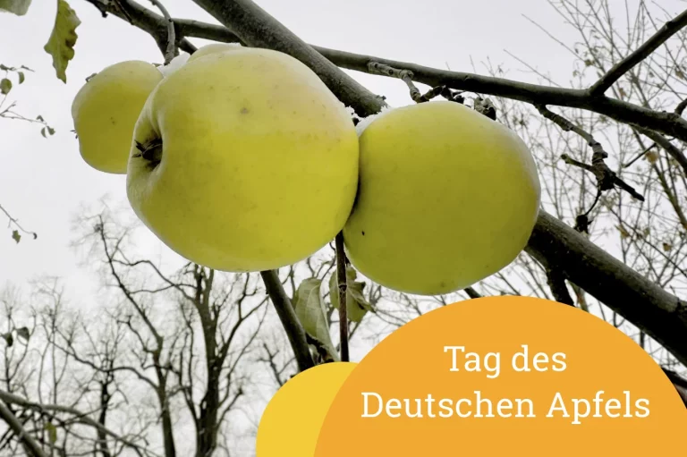 Vielfältige Apfelsorten auf unseren Streuobstwiesen