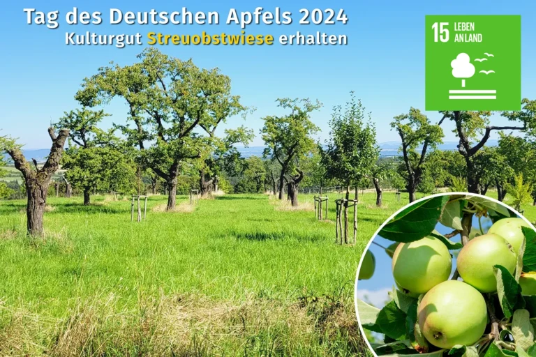 Bild einer Streuobstwiese.