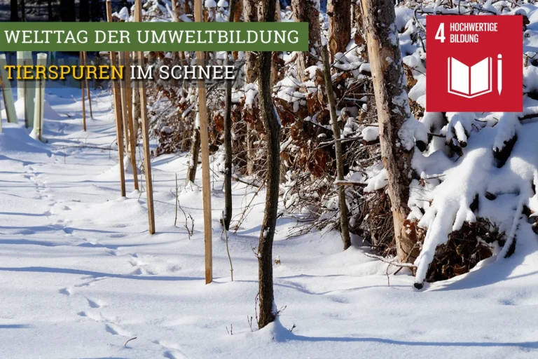 Bild einer Benjeshecke im Schnee