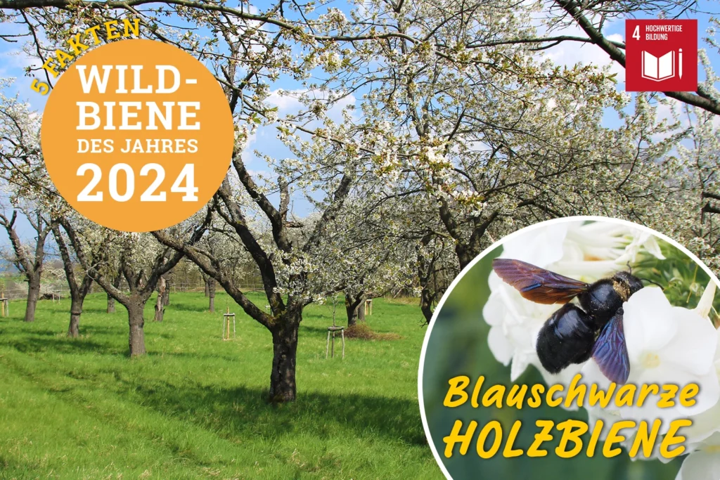 Die Blauschwarze Holzbiene oder Große Holzbiene ist die Wildbiene des Jahres 2024!