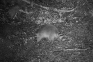 Waschbär bei Nahrungssuche