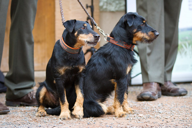 Die Vielfalt der anwesenden Jagdhunde ist sehenswert. Auch viele der Gäste haben ihre Vierbeiner dabei.