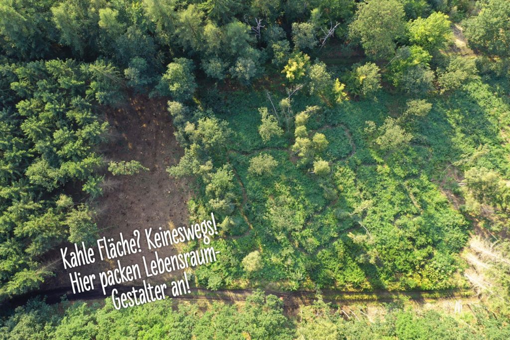 Ein kleines Stück kahler Wald, das als neuer Lebensraum dienen kann.