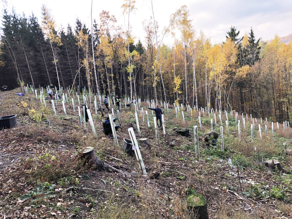 Großes Aufräumen im Bienenwald