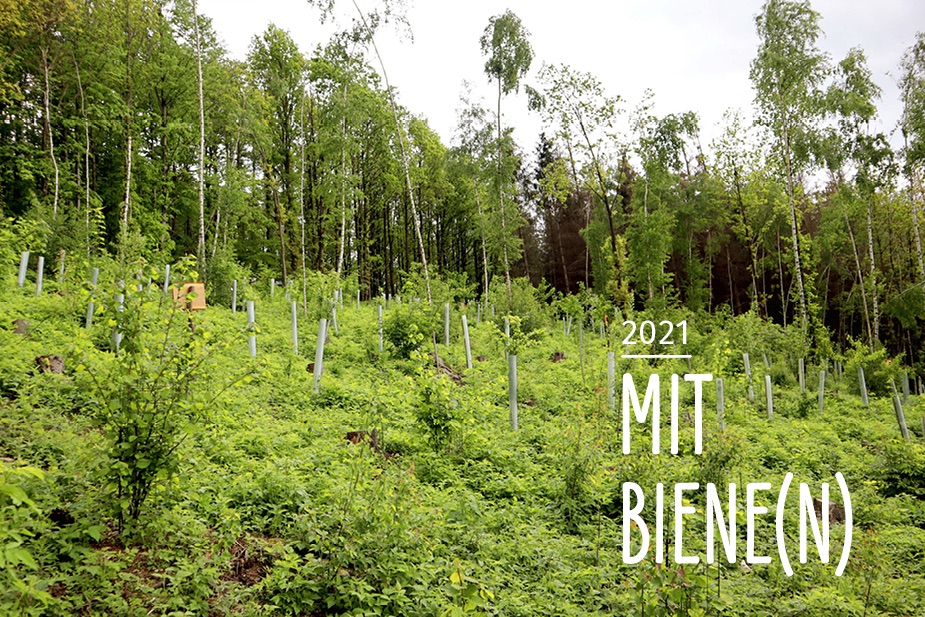 Es grünt, blüht, summt und brummt im Bienenwald