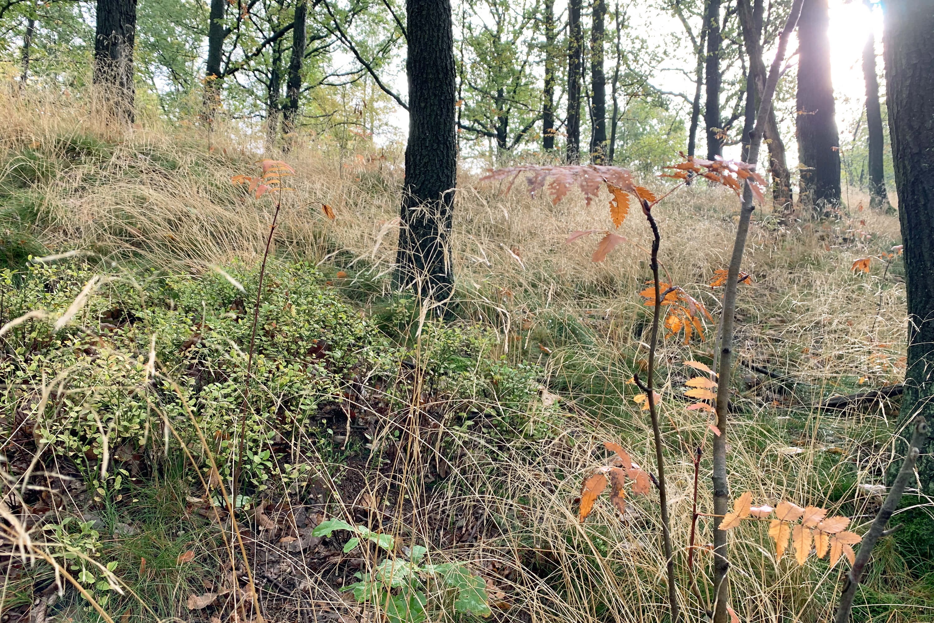 Wanderung durch den herbstlichen Laubwald.