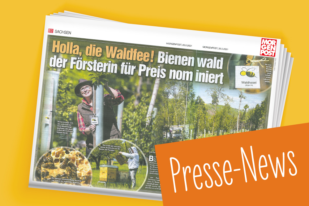 Presse-News: Unser Bienenwald im Portrait in der Dresdner Morgenpost