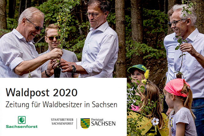 „Unser Bienenwald Sachsens“ in der Waldpost 2020