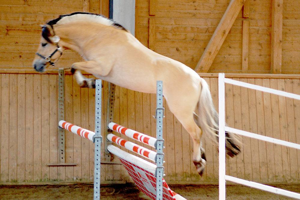 Valentino III LGKS wird Siegerhengst 2019