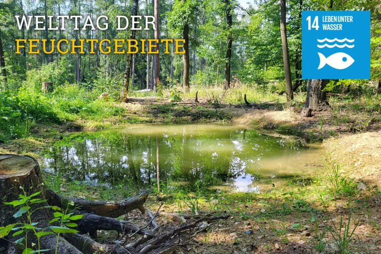 Die tierischen Bewohner des Waldes schätzen das reiche Wasserangebot.