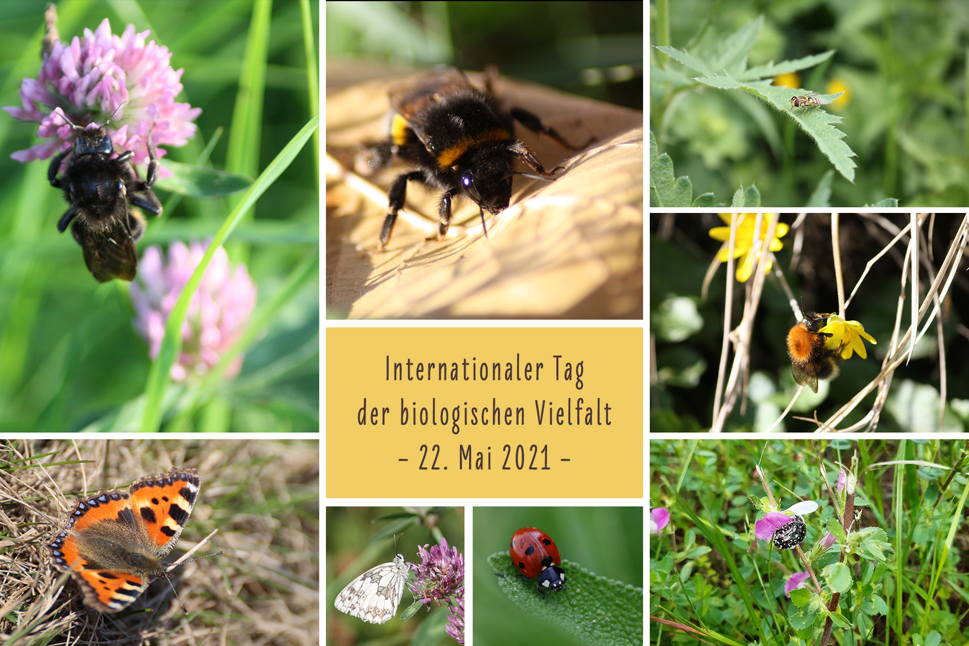 Wir feiern den Internationalen Tag der biologischen Vielfalt 2021